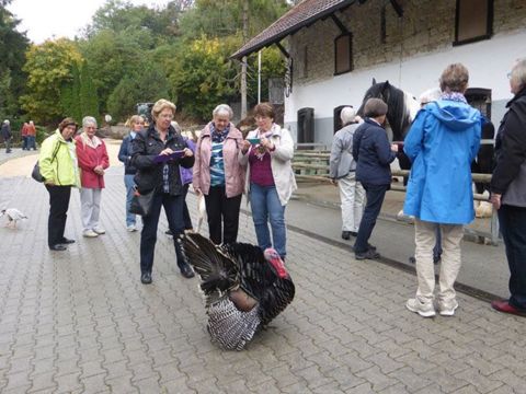 Mit dem Dampf-Ross durch das Wutachtal