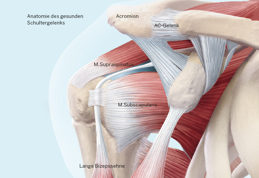 Die Anatomie des Schultergelenks