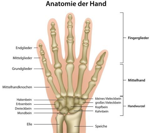 Handknochen: Erkrankungen und Verletzungen im Überblick - KSW