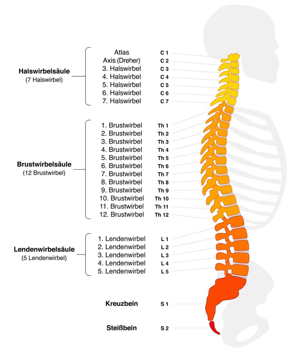 Wirbelsäule, Rückenmark Erkrankungen, Verletzungen KSW