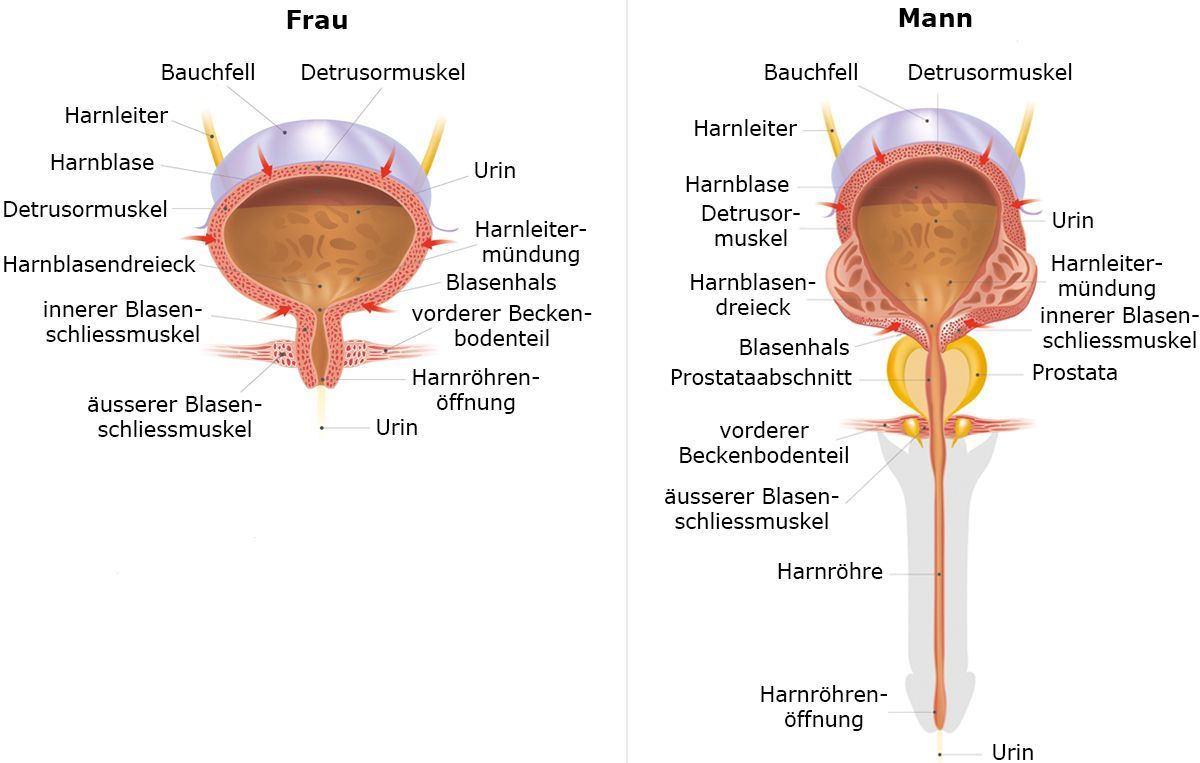 Harnblase Harnleiter Harnroehre Ksw
