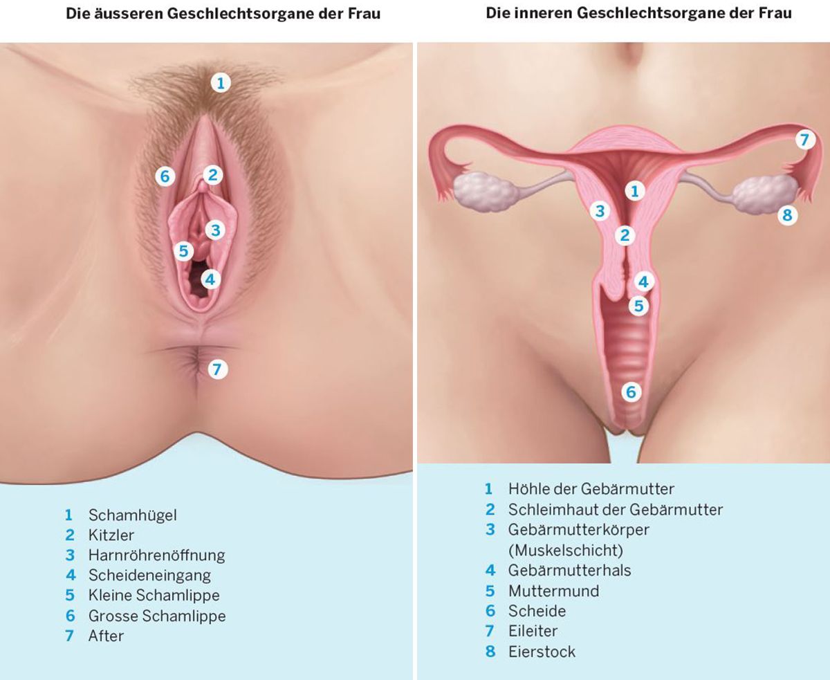 Weibliche Geschlechtsorgane: Erkrankungen im Überblick - KSW