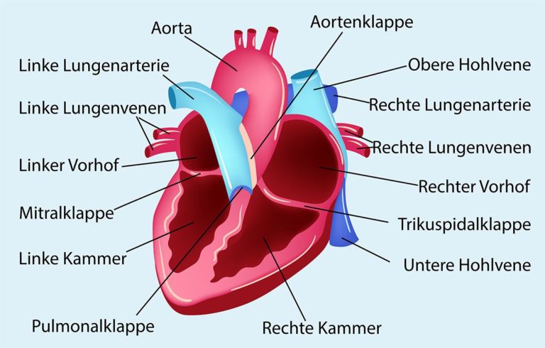 Herz: Erkrankungen im Überblick | Kantonsspital Winterthur