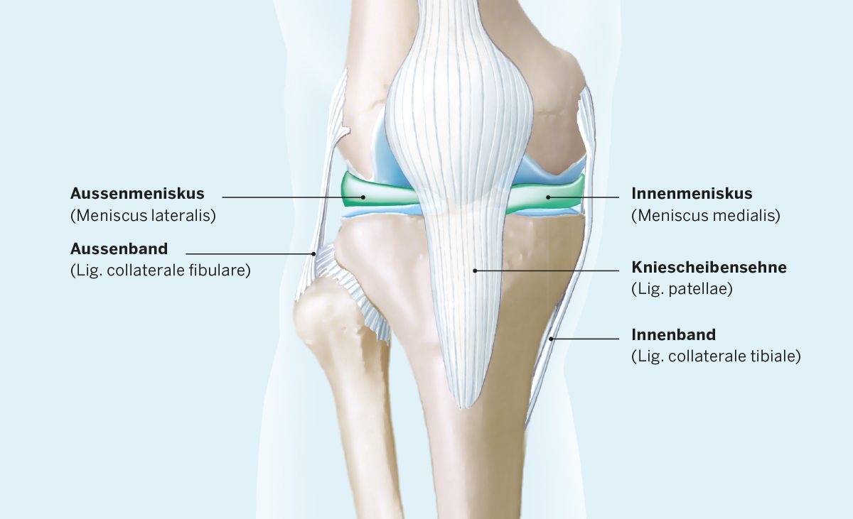 Meniskus Anatomie KSW